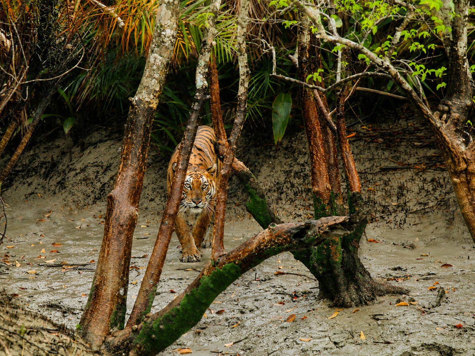 Sundarbans nature