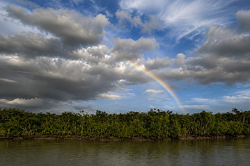 Sundarbans forest with tiger